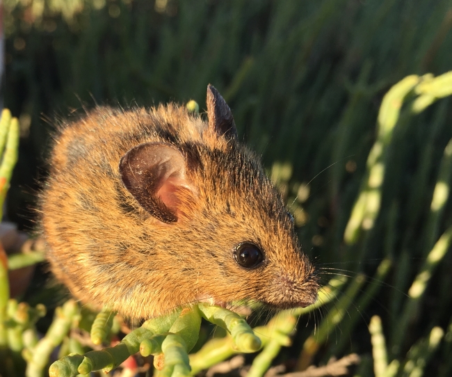 Salt Marsh Harvest Mouse
